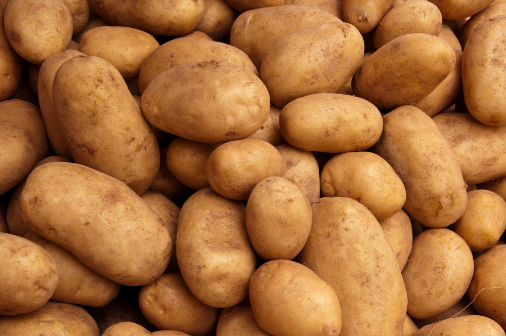 Potatisens historia – när kom den till Sverige?